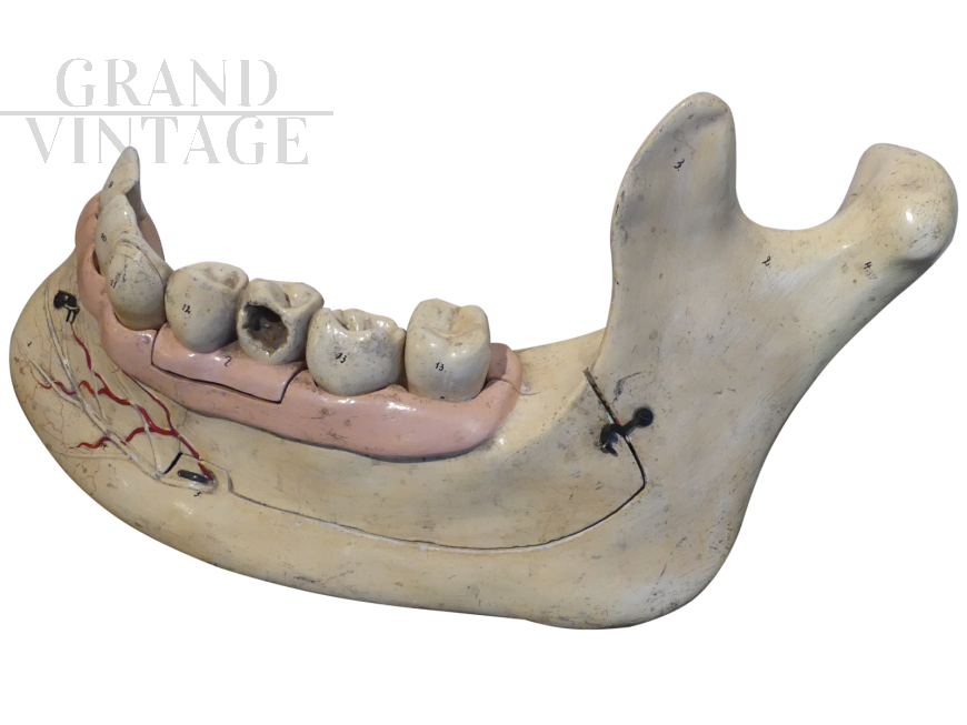 Mandibola didattica