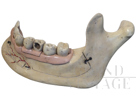 Didactic jaw