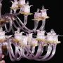 Magnolia chandelier in pink Murano glass