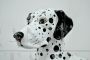 Vintage ceramic statue of a Dalmatian dog with puppy, Italy 1970s