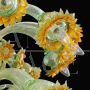 Artistic Murano glass chandelier with sunflowers