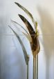 Brass palm-shaped floor lamp from Italy 1970s