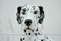 Vintage ceramic statue of a Dalmatian dog with puppy, Italy 1970s