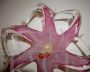 Vintage pocket tray centerpiece in pink Murano glass