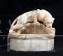 Antique Napoleon III sculpture lamp with panther in flowered alabaster