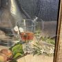 Drouet - Antique Still Life painting, oil on canvas from the 19th century