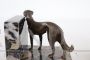 Pair of Art Deco bookends with greyhound dogs in bronze and Portoro marble